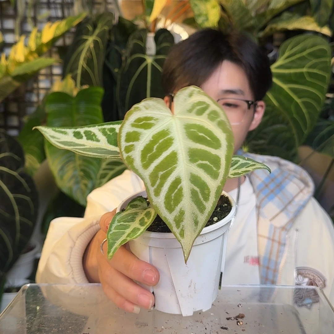 完全开放X63哪吒杂面纱