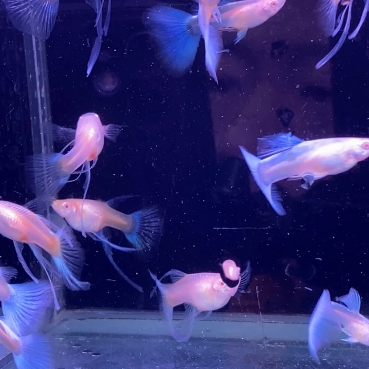 孔雀鱼小蓝白c10条包邮