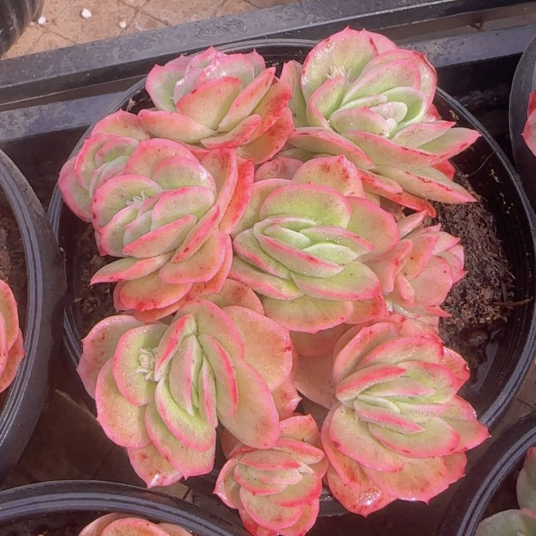 【闪购商品】冰玫瑰锦