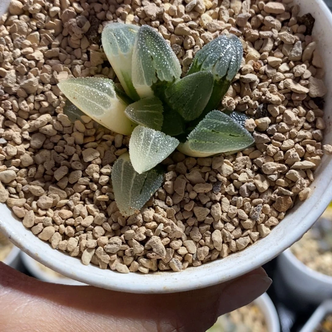 24实生磨面寿锦一物一图