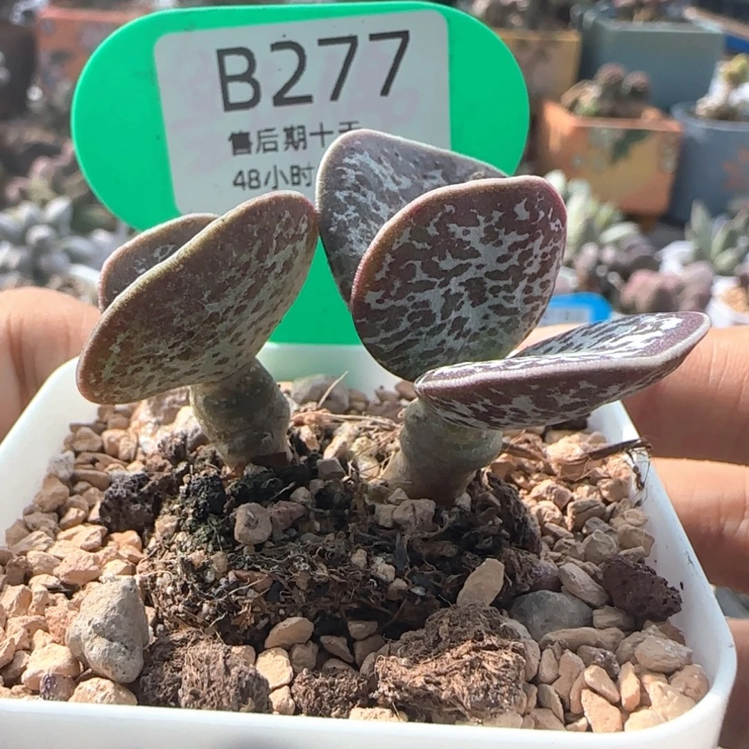 蝴蝶。      277。