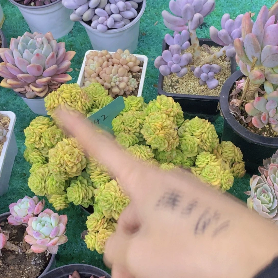 清货转场，一单包邮，满5宋1