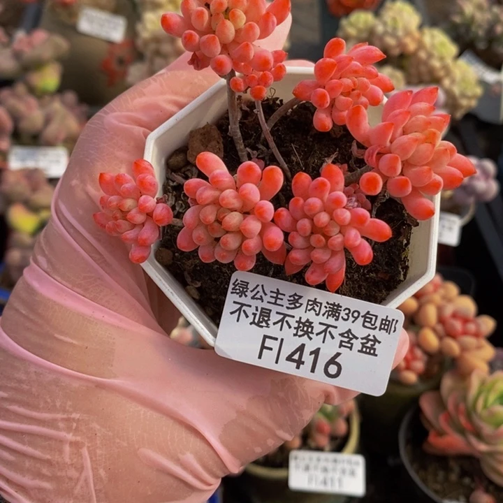 烟花6cm416多肉植物
