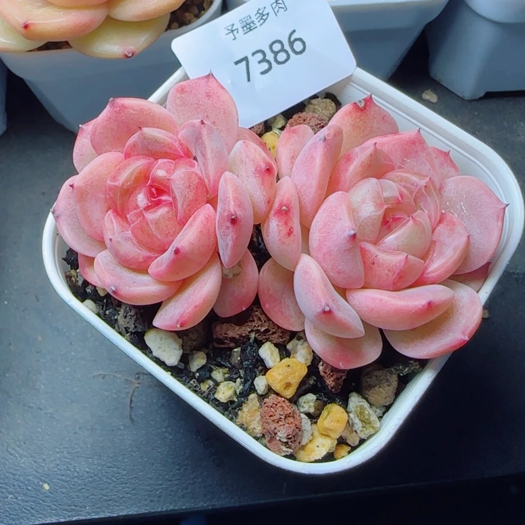 甜心f ，7386多肉植物