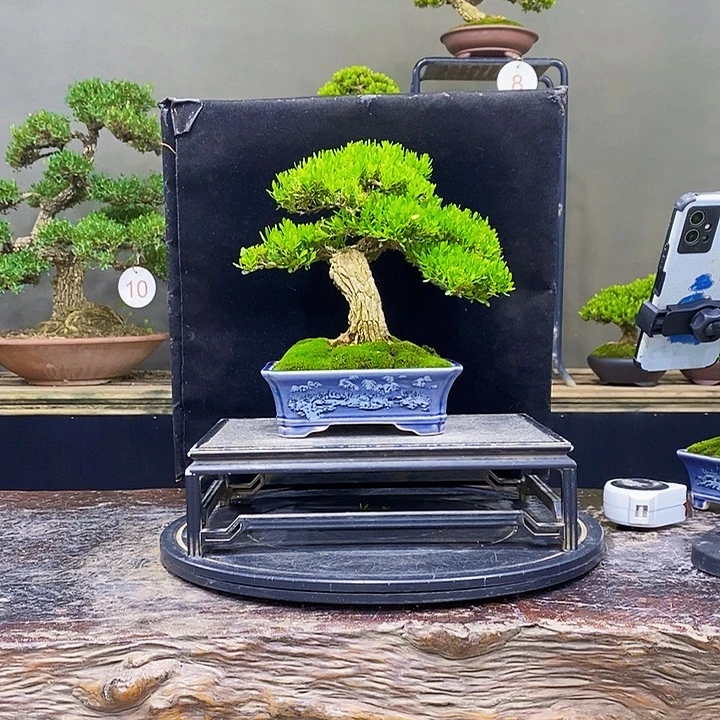 无花朵黄杨盆景四季常青