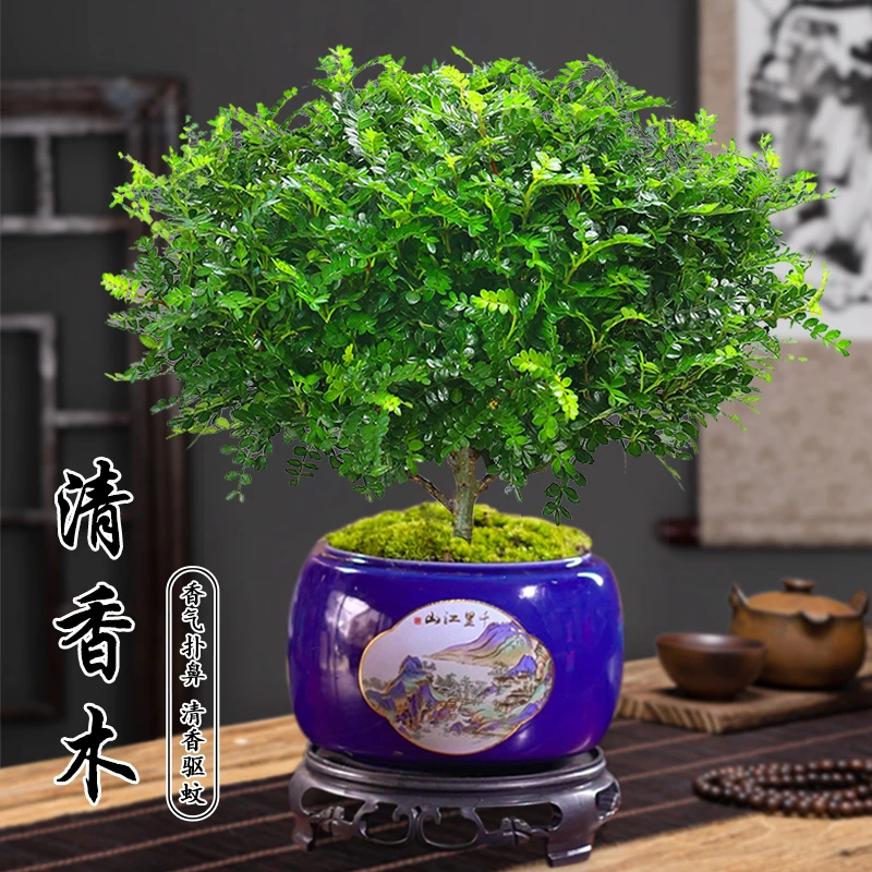 带盆种好清香胡椒木盆栽植物好养室内花卉桌面绿植四季常青盆景绿