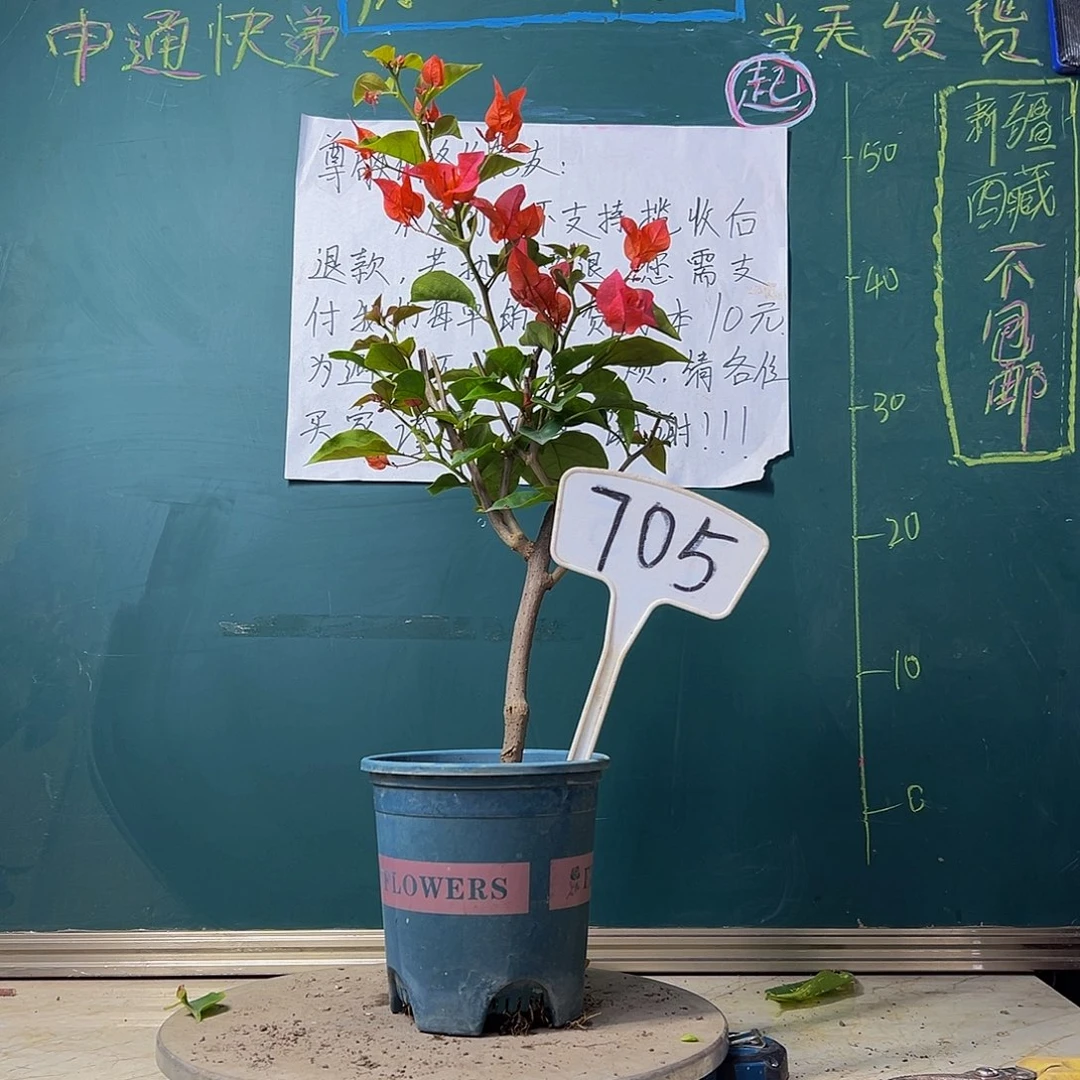 当前无花栽培后可以开花同安红705