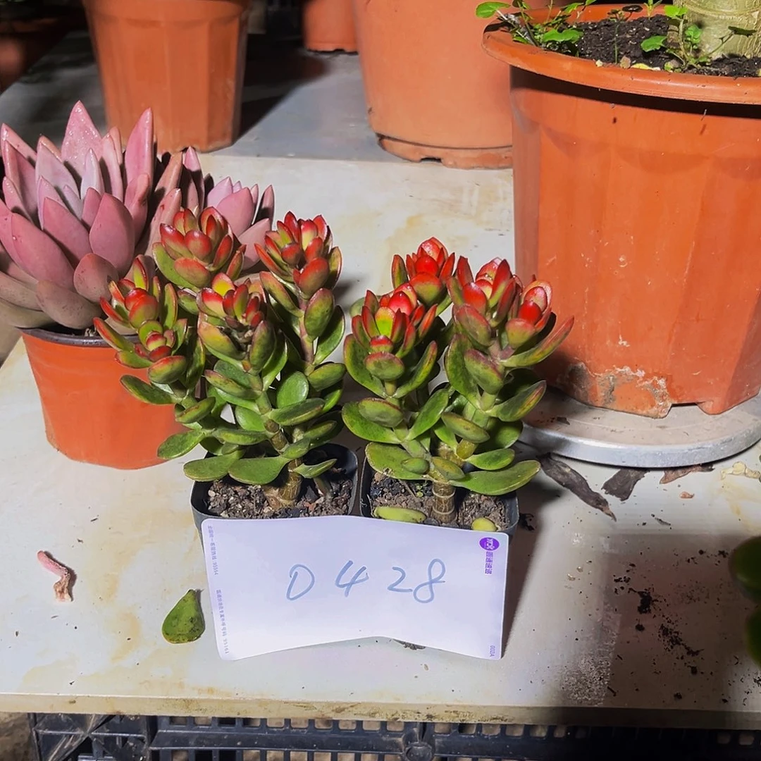 摇钱树出景0428号