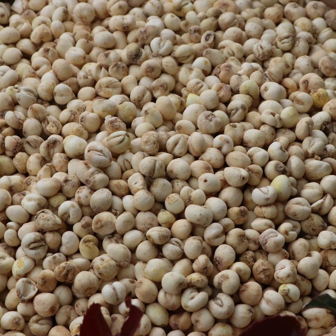 【村民代卖】大巴山贝母