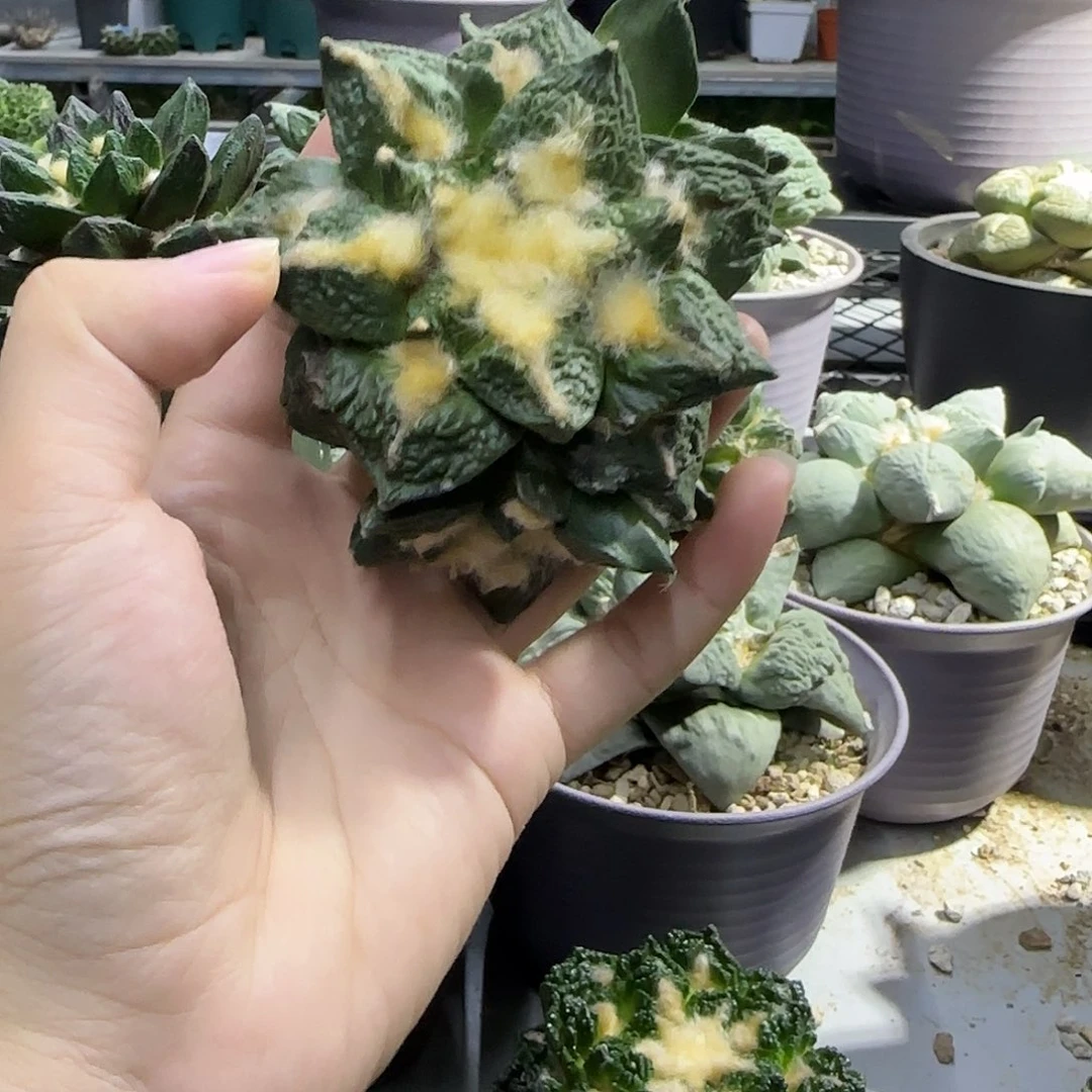 开播福利一物一拍