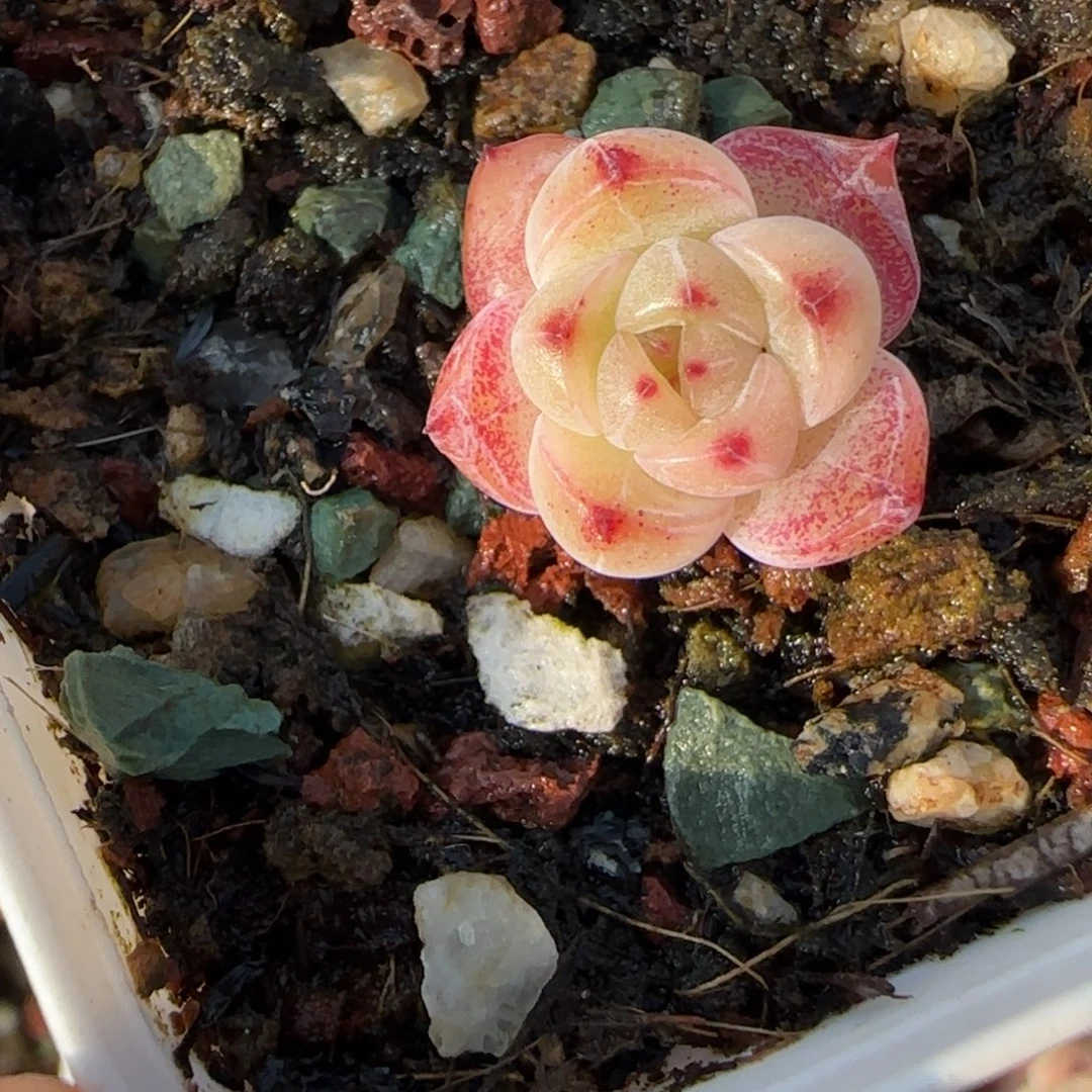 小卡拉米糖心一物一拍