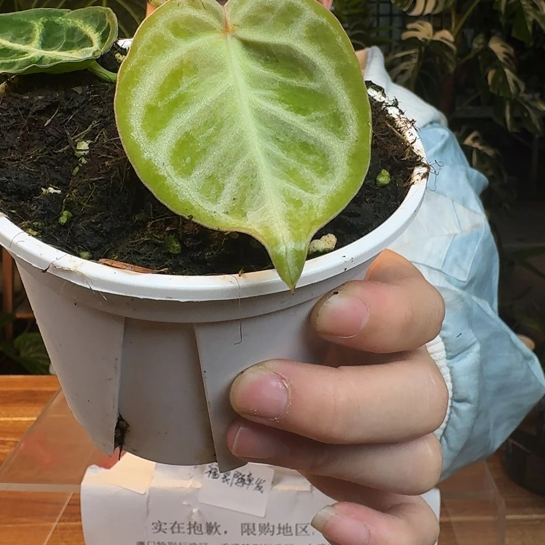 完全开放G112铜锣烧