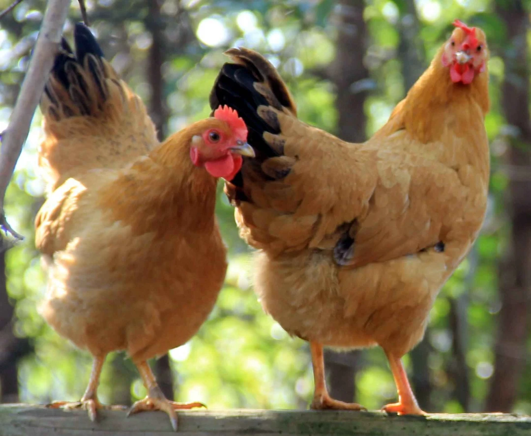 走地鸡1只 | 散养8个月 | 主食玉米碎 | 现抓现杀 |