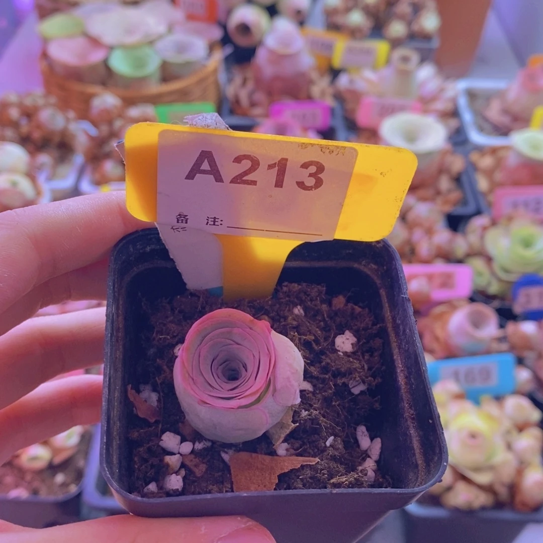山地玫瑰一物一拍恋红尘213