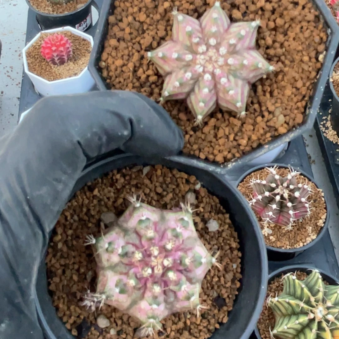 小**羊米哈星球哈哈哈哈哈