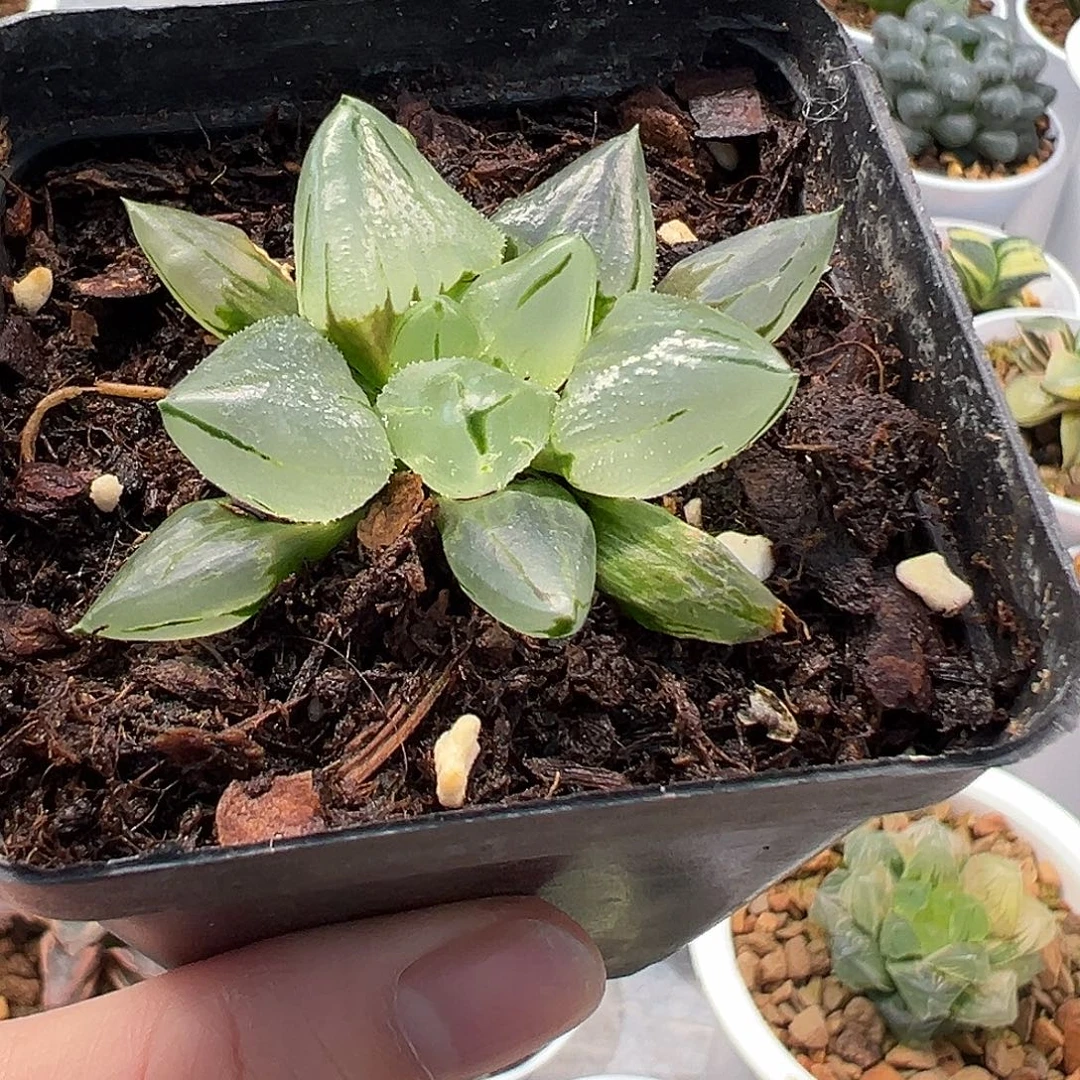 冰鸾玉十二卷多肉植物