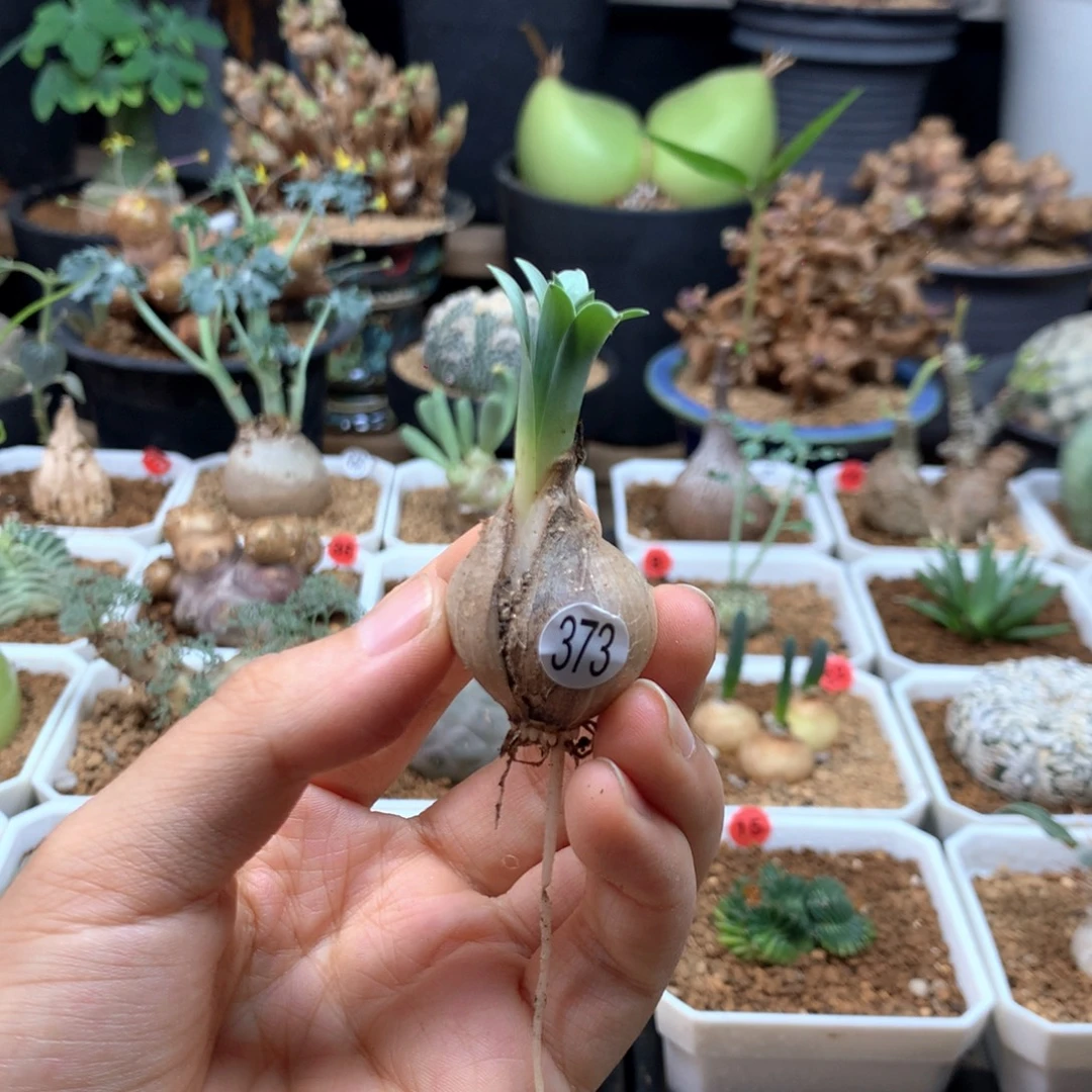 西***辞宽叶弹簧草脱土373