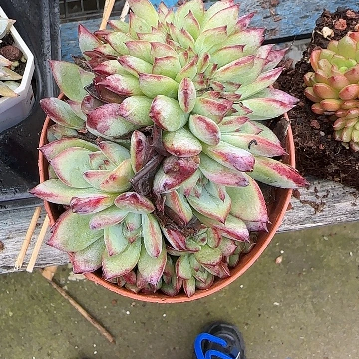 青蛙王子儿童牙膏11