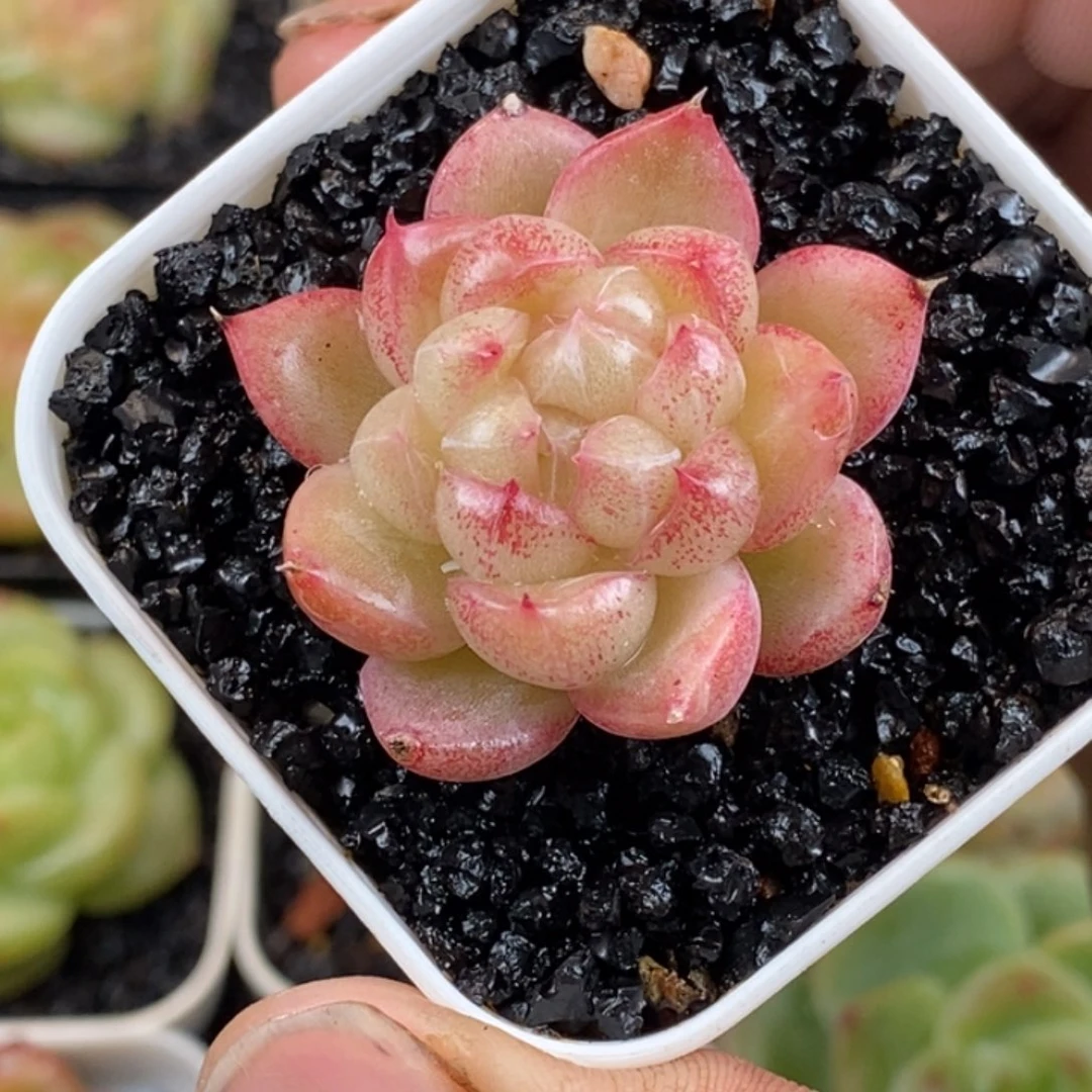 天官赐福百无禁忌