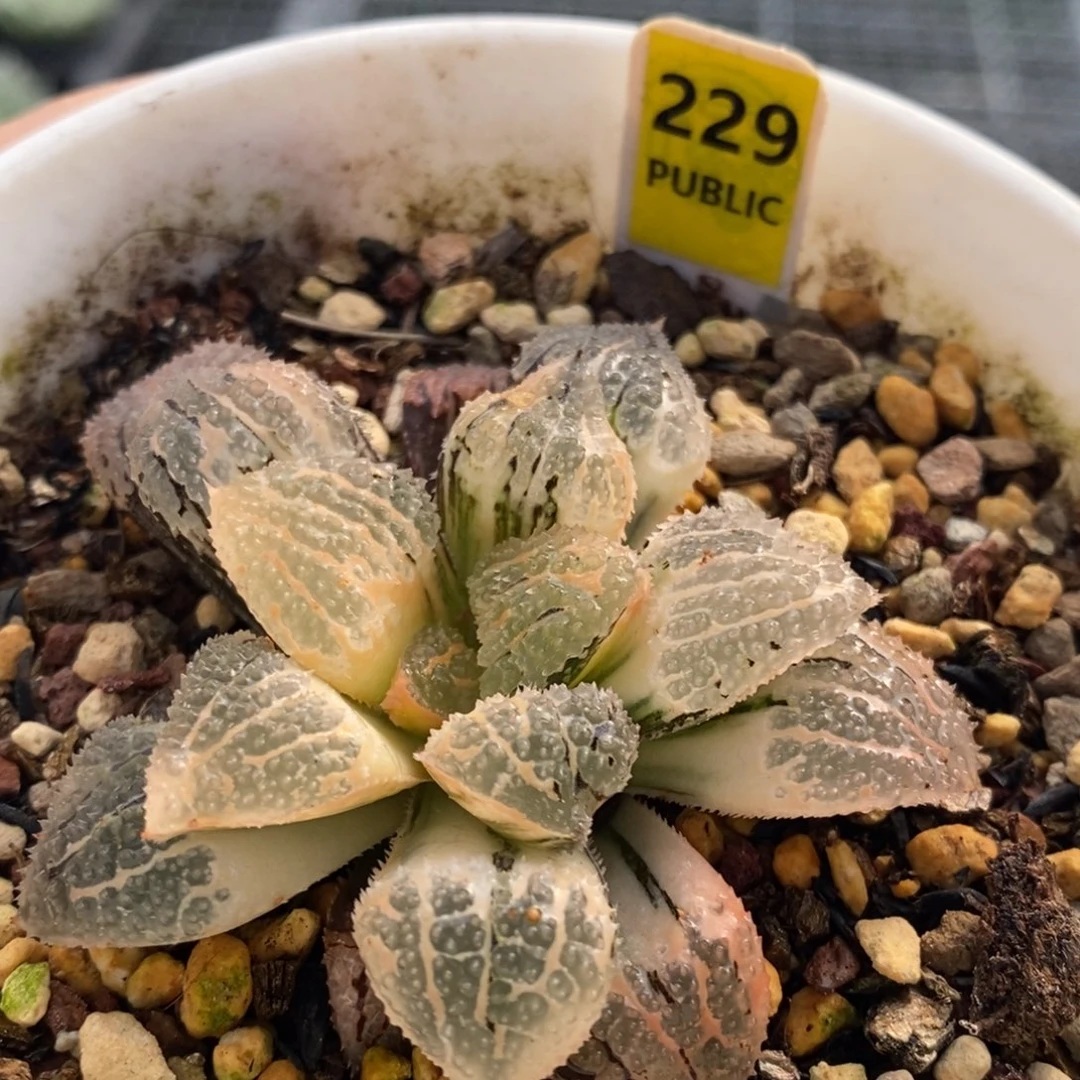 229号具味城锦多肉