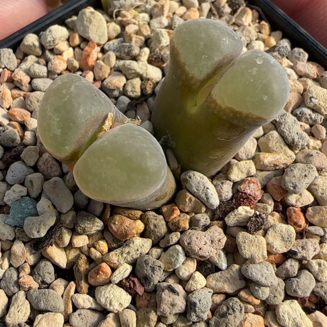 多肉植物B23母本117号