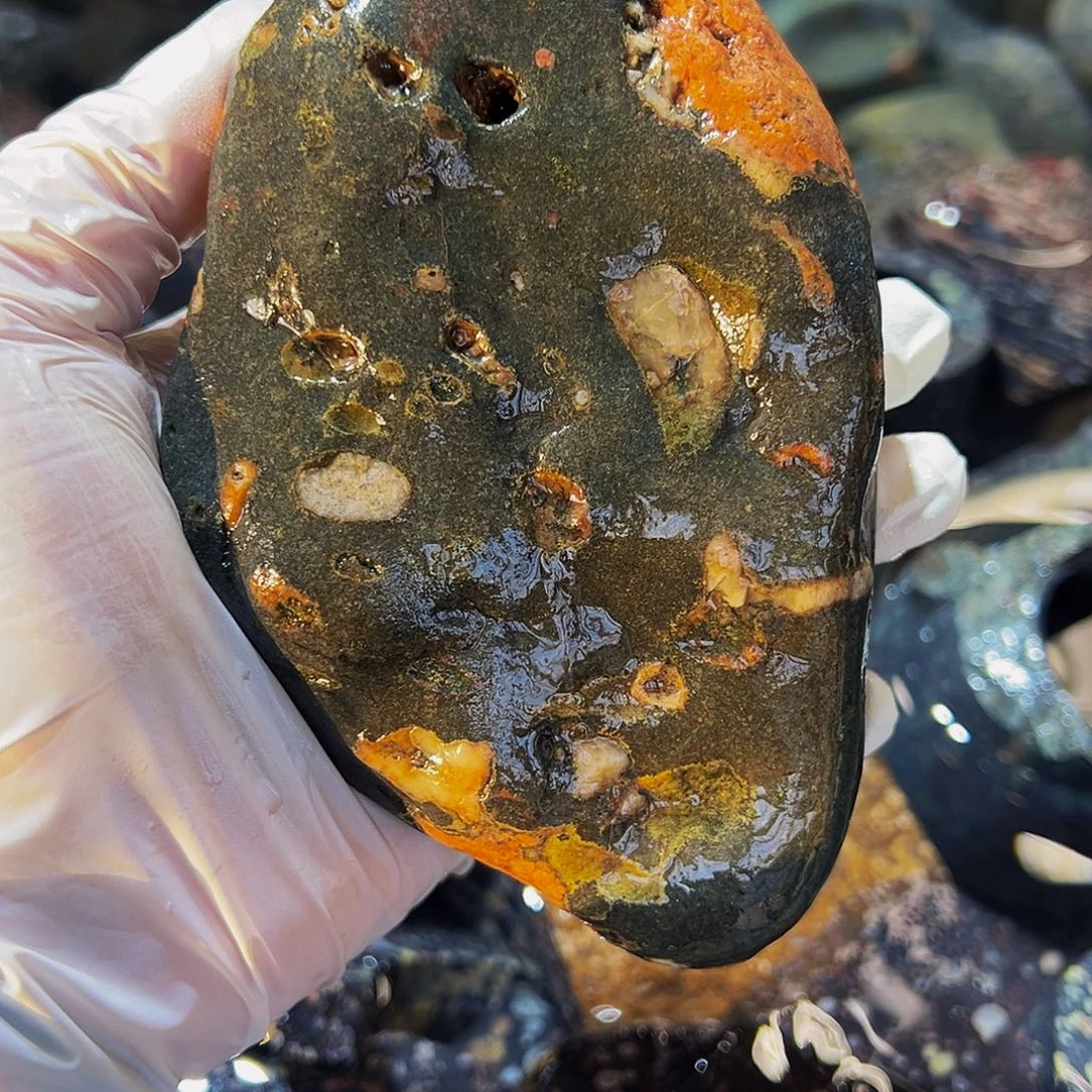 梅花玉鱼缸石茶周边微瑕不退不换