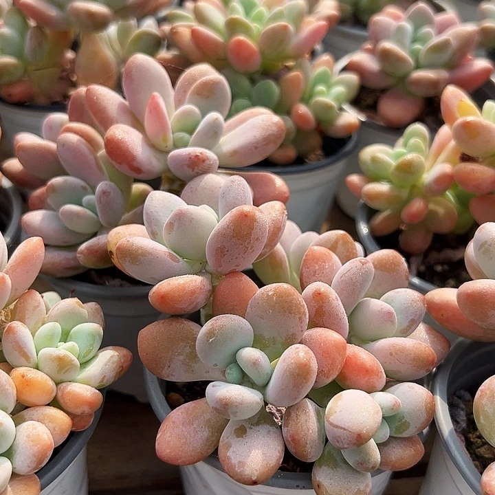 红洛神       福利多多