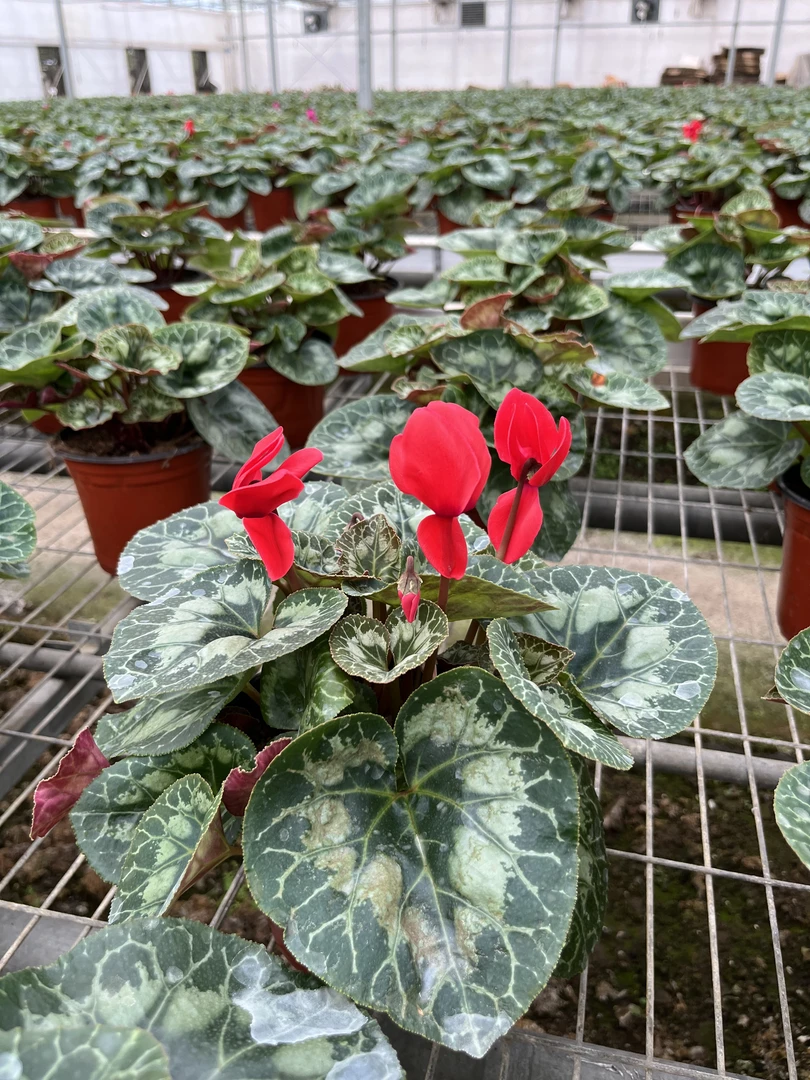 猛马大花仙客来盆栽带花苞花苗兔耳花室内阳台四季开花好养植物