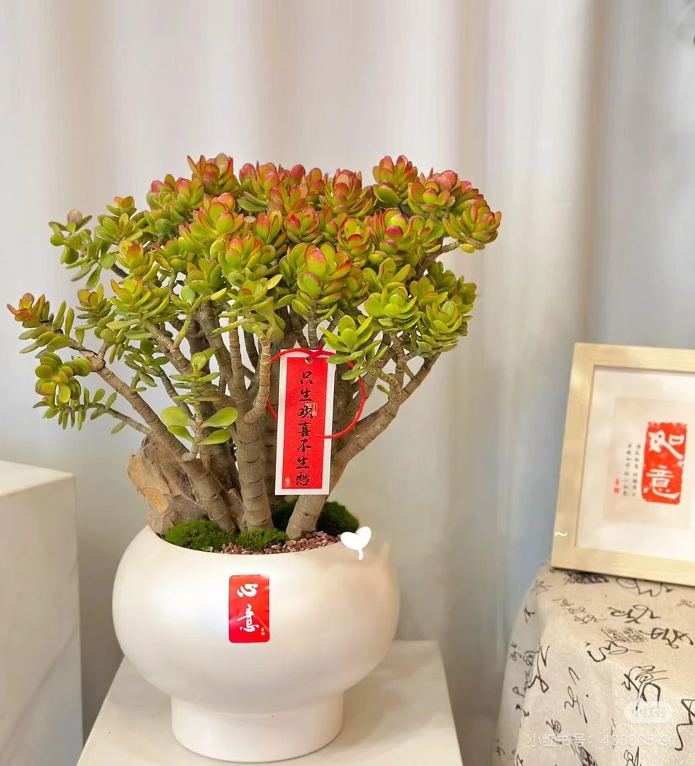 姬红花月【云贵精品多肉】20-25精控妖桩，好看好寓意，过年提前买