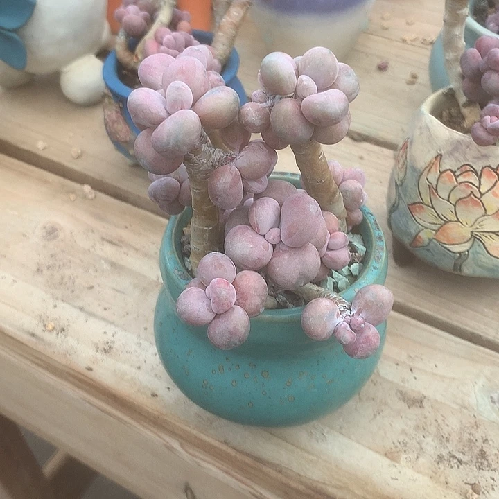 .***多兔璐璐兔来咯哦哦哦哦哦哦