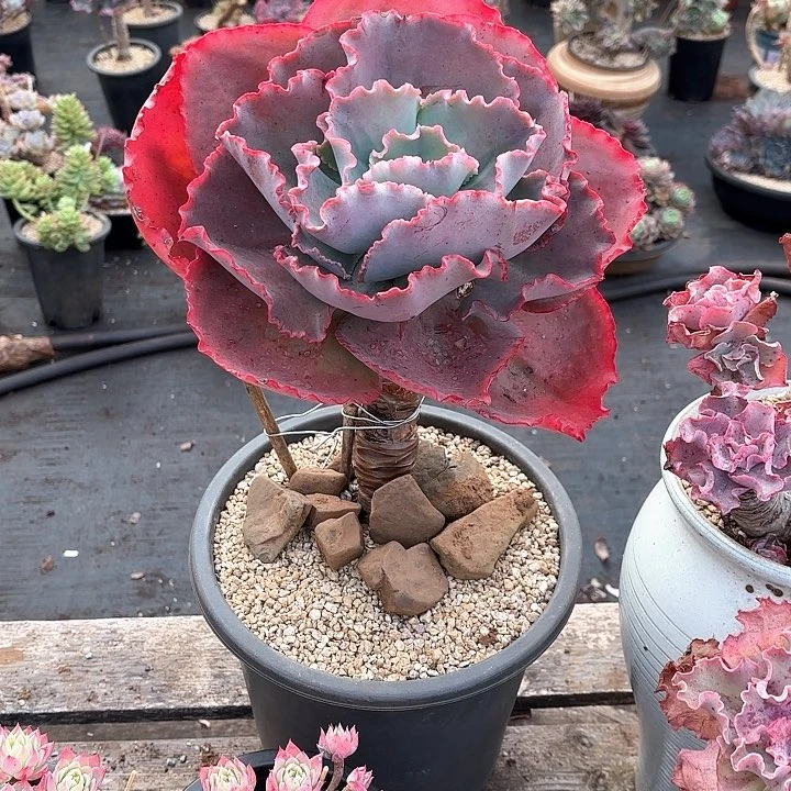 小*卫多肉植物，蓝色妖姬