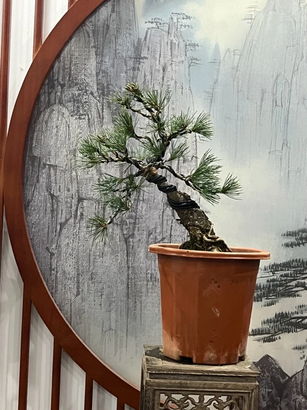 日本提根造型五针松（根部美，四季常绿可观赏，一物一拍）