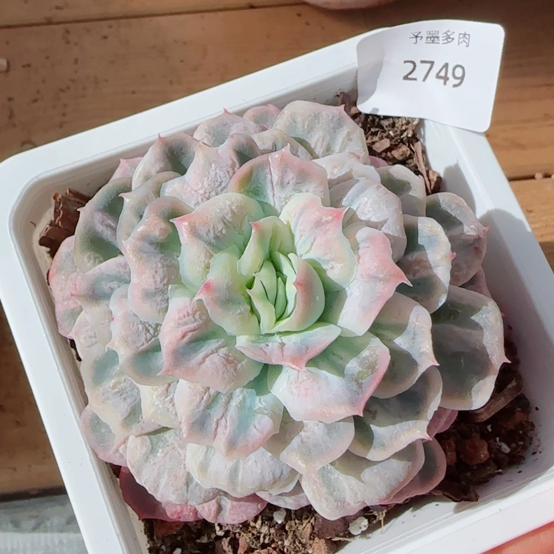 泡泡纱裙，2749多肉植物