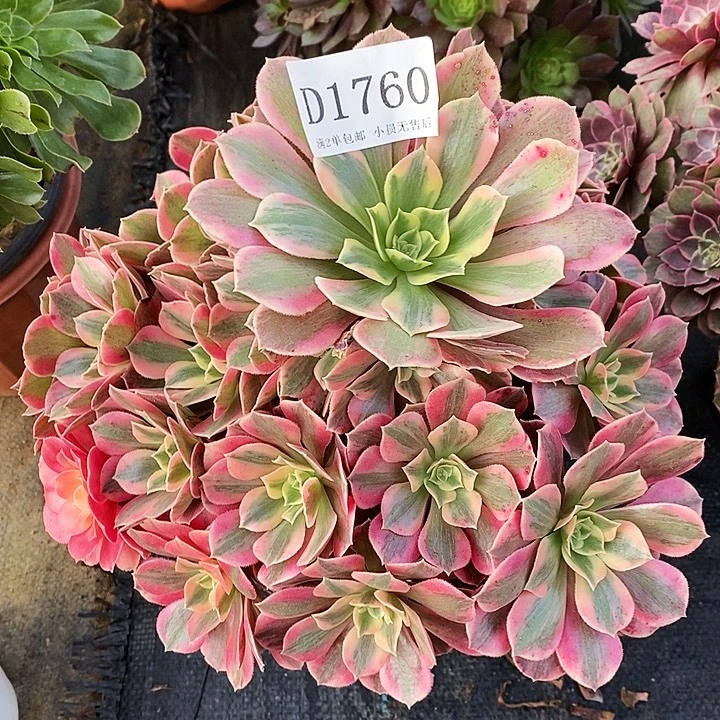 1760粉桃妖多肉断侧枝不包