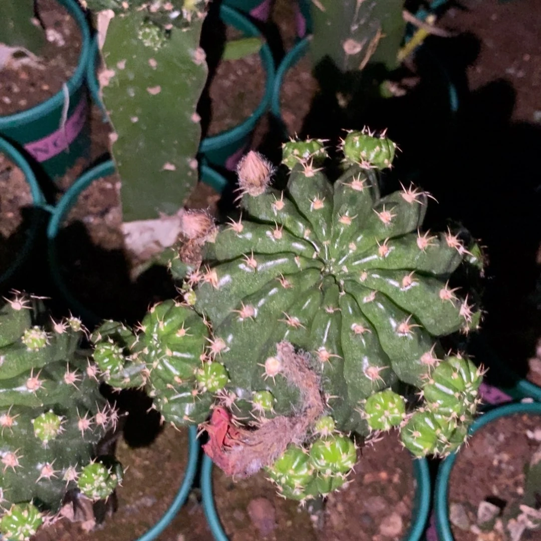 新品丽花奶酪一圈崽母本