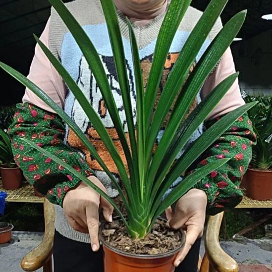 雷***无花朵雷       39