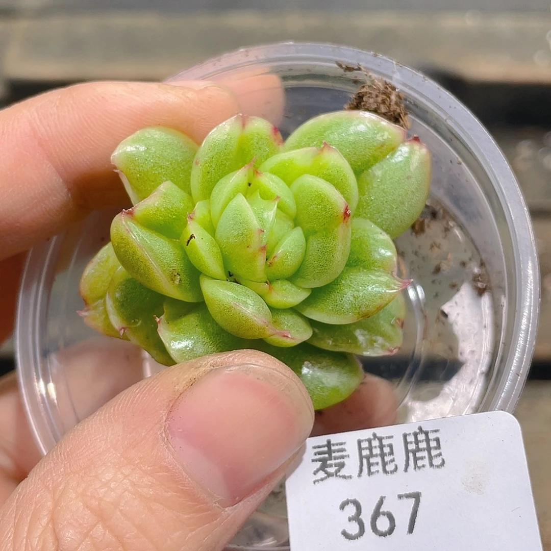 丹***姐367。 定。