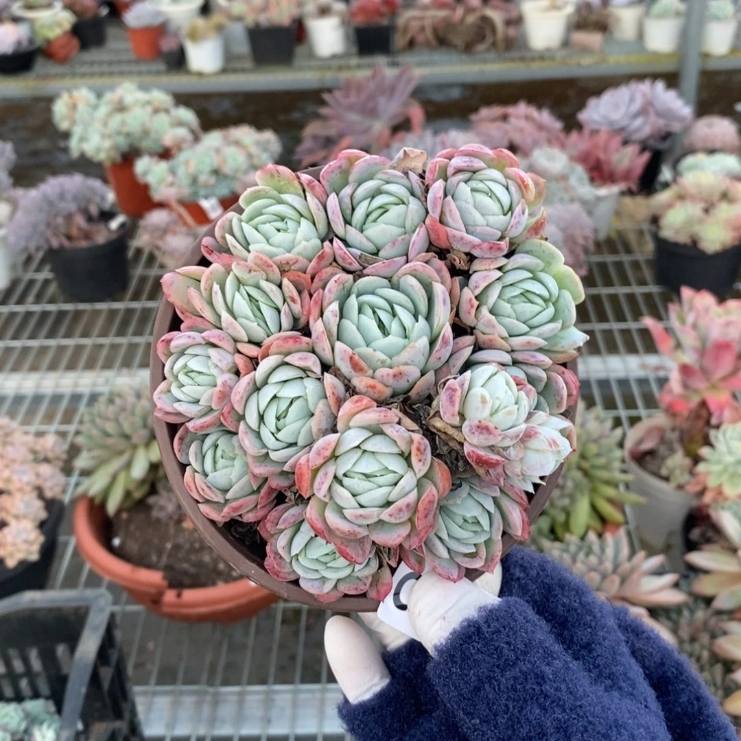 18581小叶冰梅一物一拍