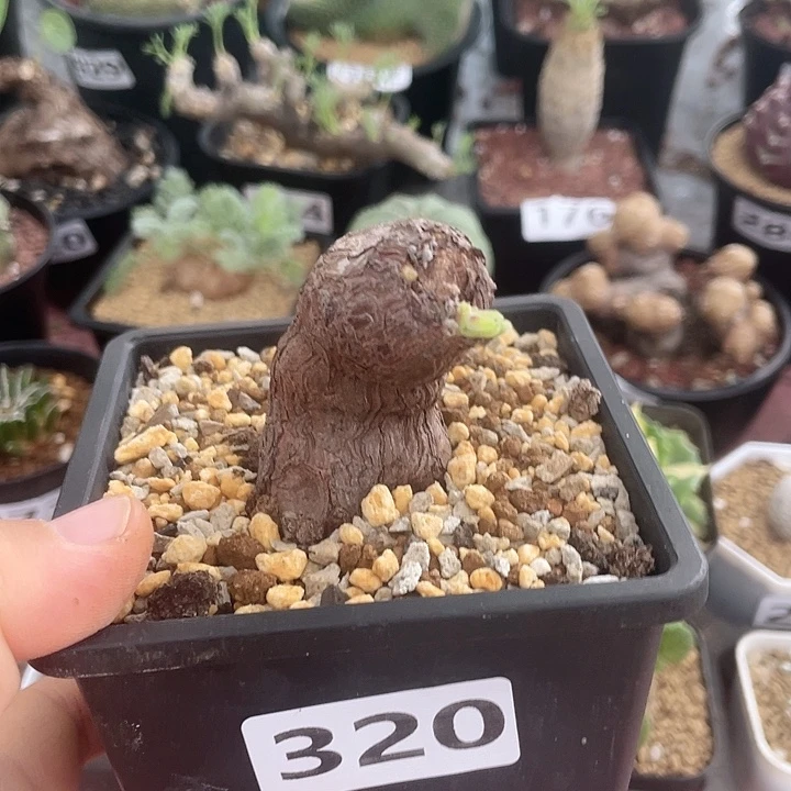 320产地枯木洋葵块根
