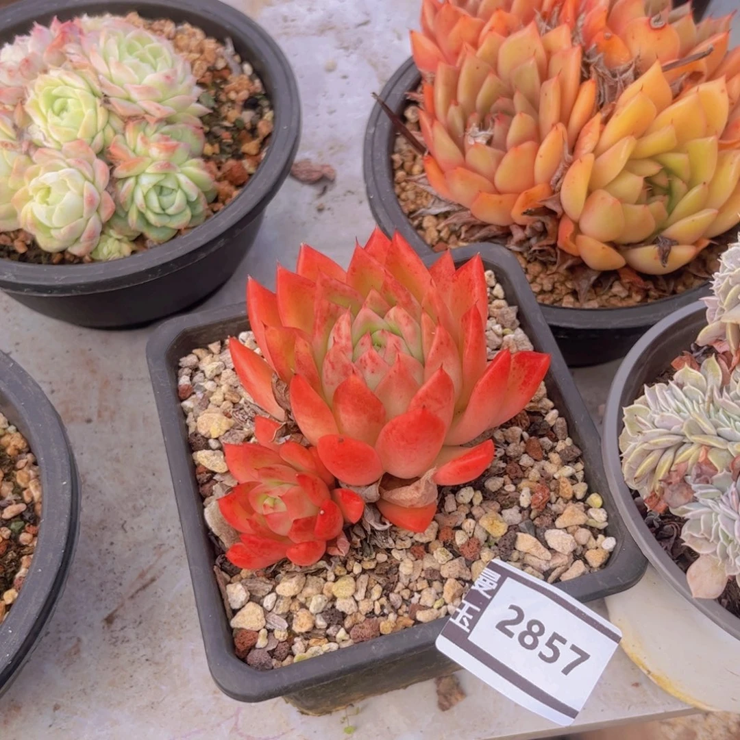 东云多肉植物2857