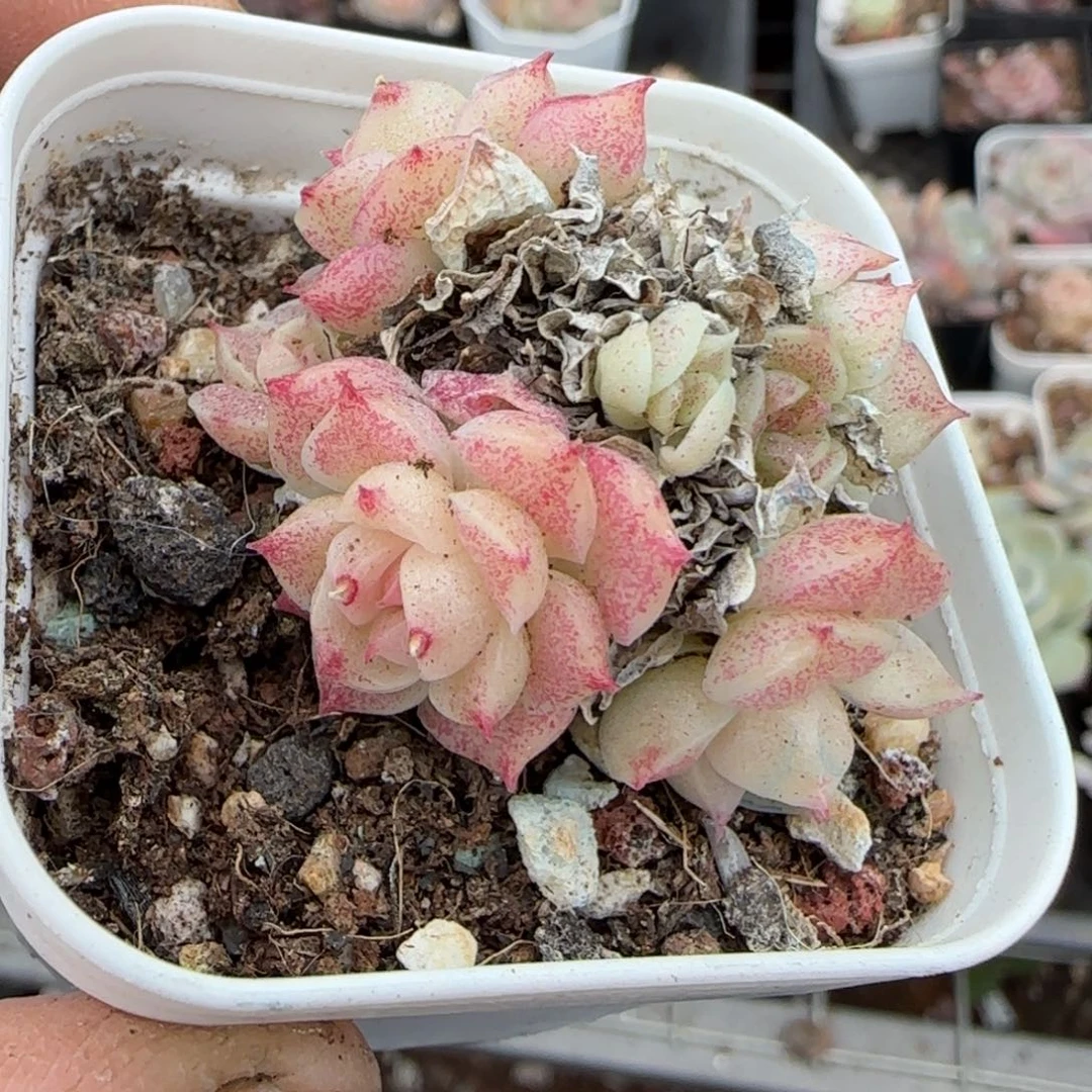 多肉小卡拉米糖心一物一拍