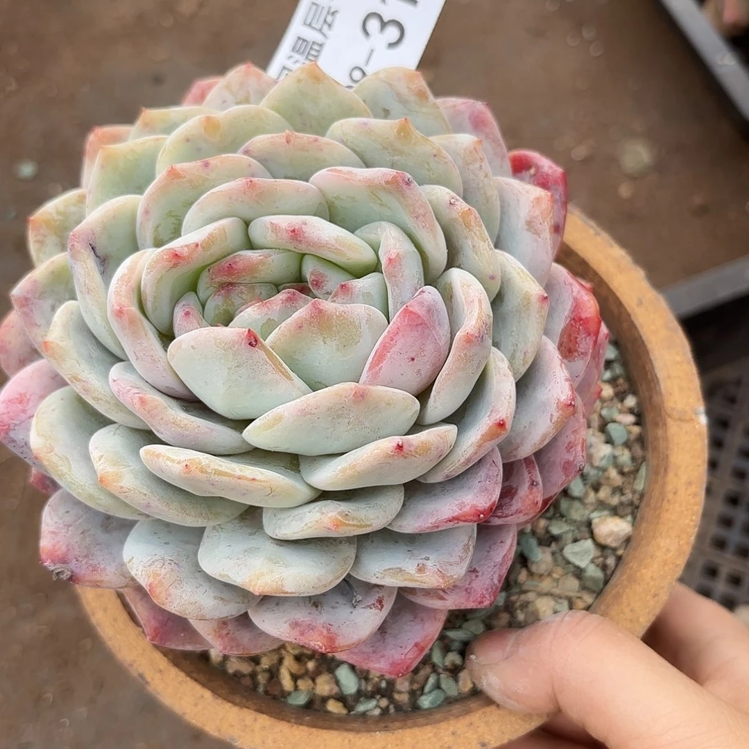 云*晚同温层多肉雪天使317