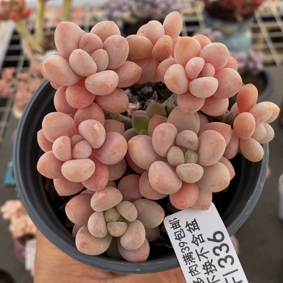 鱼子酱336/8cm福利