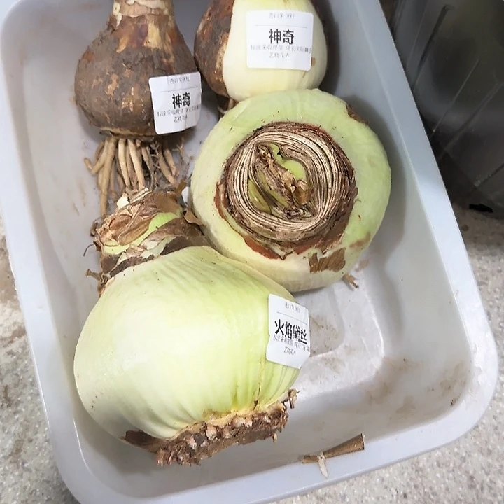 火焰黛丝10公分左右进口球