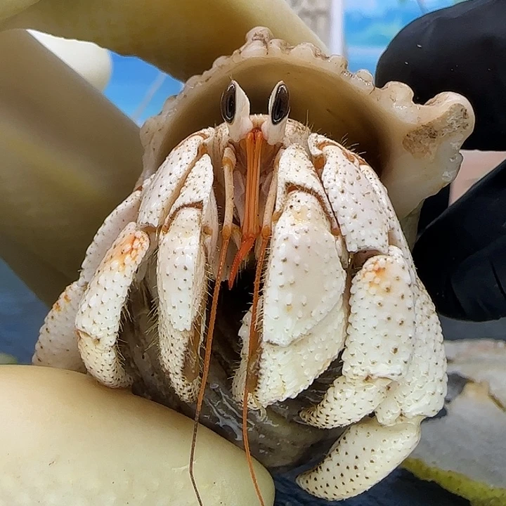 A45瓷白毛球2.1cm口径