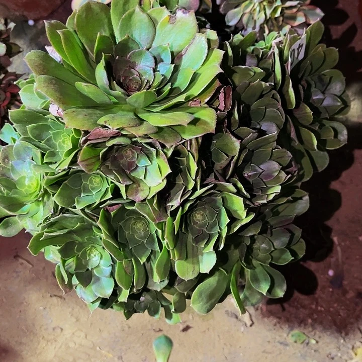 405花月夜多肉植物