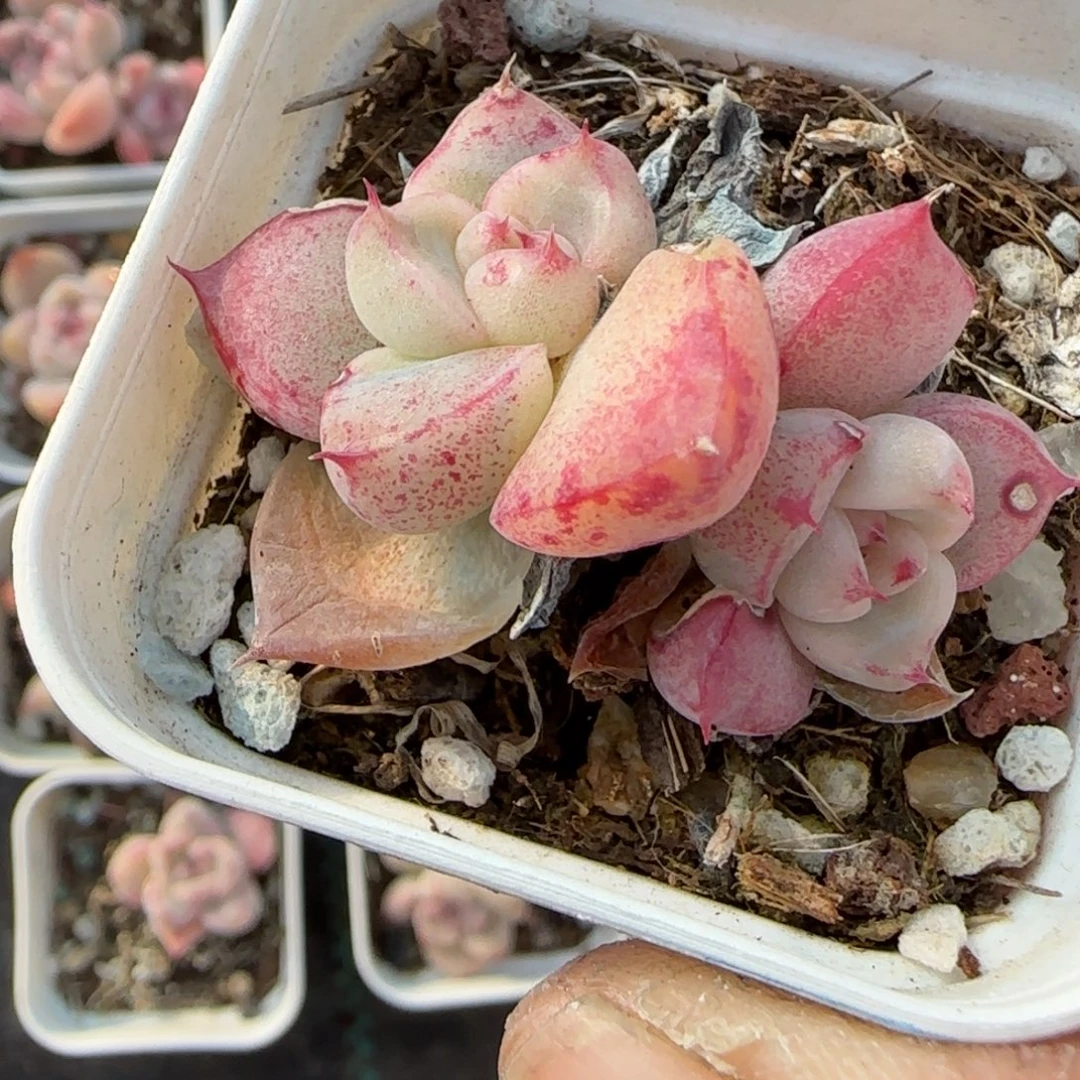 多肉小卡拉米糖心一物一拍