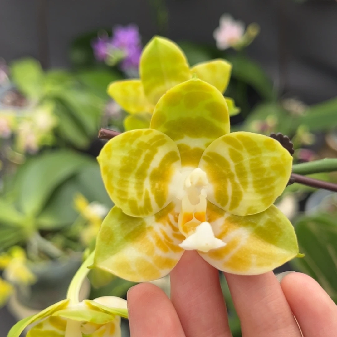 完全开放3.5寸弥陀反射王开花株