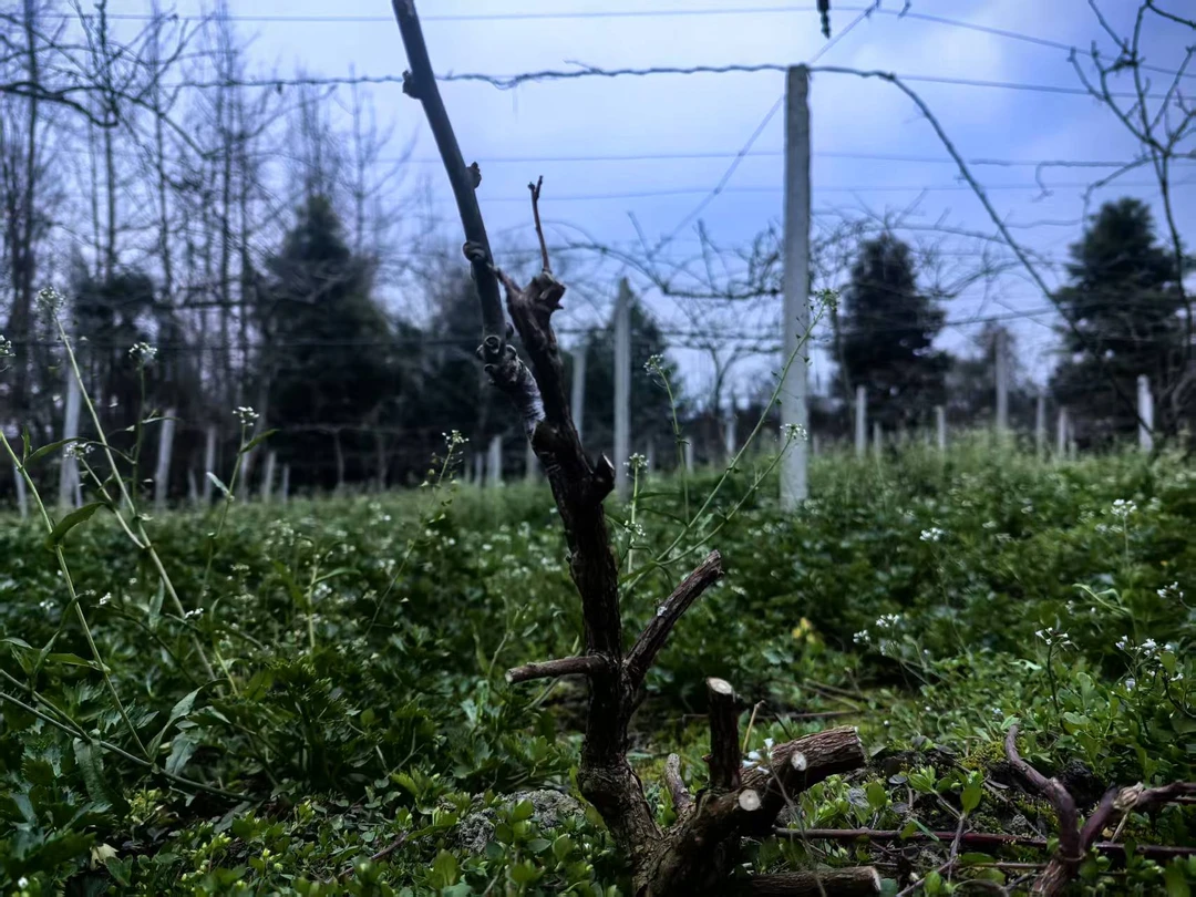 矮种羊桃树可随意塑造