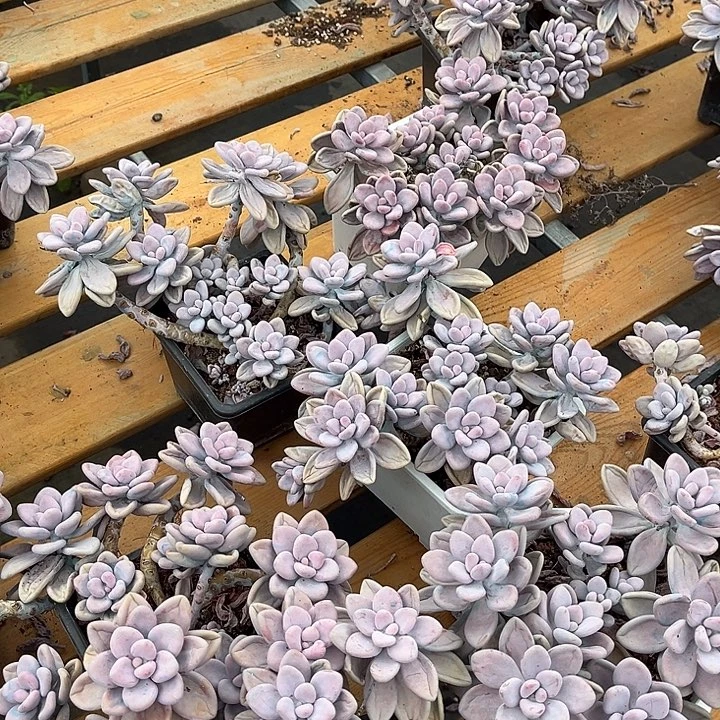 桃蛋12.99多肉植物精品